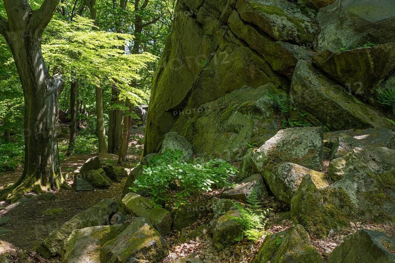 Rocks in green beech forest, Ore Mountains, Czech Republic, May 2024