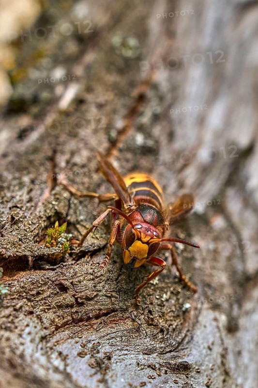 European hornet (Vespa crabro) searching for food on an old tree trunk. Detailed macro wildlife photograph showing natural behavior, textured bark, selective focus, and green background