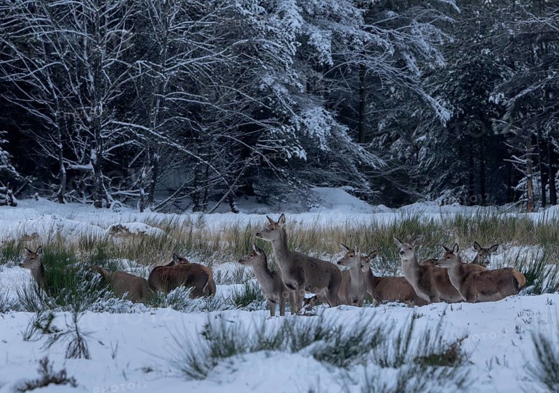Red deer (Cervus elaphus) with their fawns on a very cold winter's morning, winter, snow, cold, winter landscape, January, Denmark