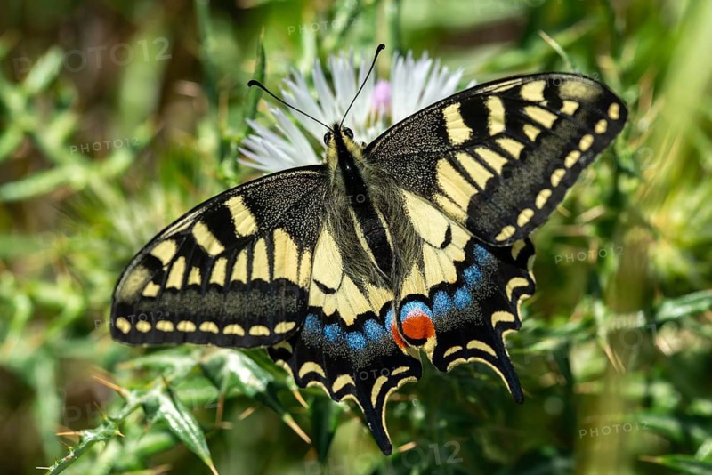 Granelli, Italy, Pantani Cuba and Longarini, Papilio Machaon, Swallowtail, Swallowtail, Migratory Bird Sanctuary, Pantani Cuba & Longarini Migratory Bird Sanctuary, Butterfly, Insects, Italy, Butterfly, Sicily, Foundation for Biodiversity, Butterflies