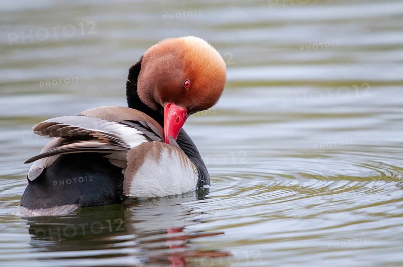 Common duck, netta rufina, red-crested pochard, anatidae, birds, ducks, duck birds, plumage care, male, preening, birds, waterbirds, waterbirds