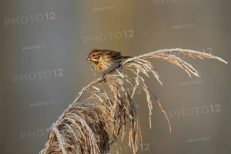 Reed bunting (Emberiza schoeniclus) adult female bird feeding on a reed seedhead in a frost covered reedbed in winter, England, United Kingdom
