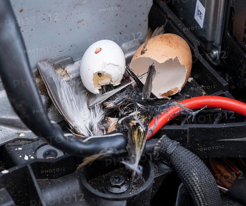 Engine compartment, engine of a passenger car with remains of prey of a stone marten (Martes foina), eggshells of chicken and pigeon, feathers of a small bird, Lower Saxony, Germany