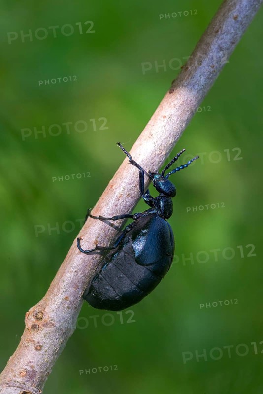 Blue mayworm, meloe cf violaceus, meloe violaceus, meloid beetle, violet oil beetle, purple oil beetle, purple oil beetle, beetle, coleoptera, female, high size, portrait format, insects, beetles, females, oil beetles