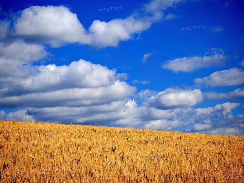 A golden cornfield under a bright blue sky with white clouds, summer near Kronach, Frankenwald nature park Park, Upper Franconia