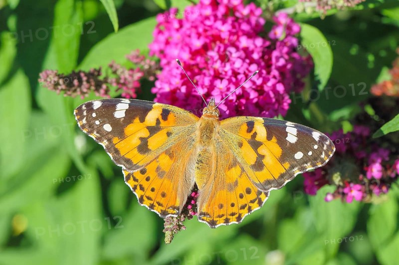 A painted lady (Vanessa cardui) feeding on nectar from a butterfly bush (Buddleja davidii) in a natural outdoor setting, wildlife, insects, butterflies, diurnal butterflies, Siegerland, North Rhine-Westphalia, Germany