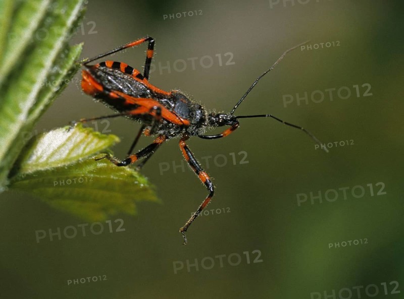 Heteroptera, murder bug, predatory bug, red assassin bug, reduviidae, rhynocoris iracundus, red murder bug, angry predatory bug, insects, predatory bugs, bugs