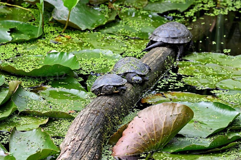 A group of European pond turtles (Emys orbicularis) sitting on a tree trunk in a pond, Switzerland