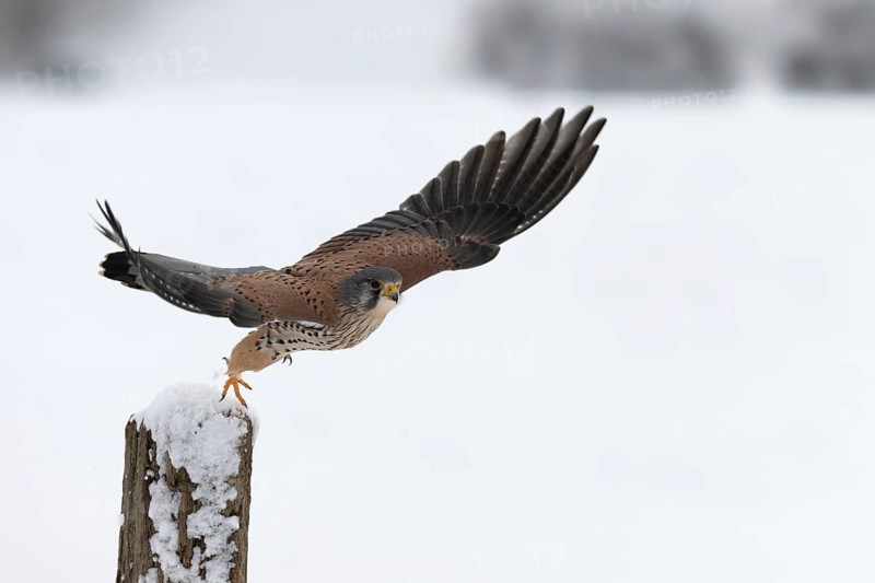 Kestrel (Falco tinnunculus) in the snow, Bitburg, Rhineland-Palatinate, Germany