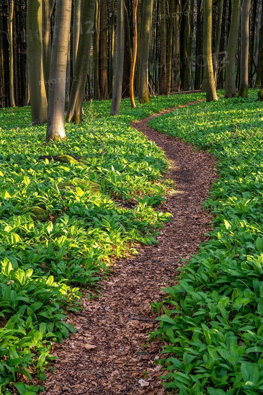 A winding footpath winds its way through green wild garlic (Allium ursinum) in a deciduous forest in spring, Saubrink-Oberberg Nature Reserve, Ith, Coppenbrügge, Weserbergland, Lower Saxony, Germany