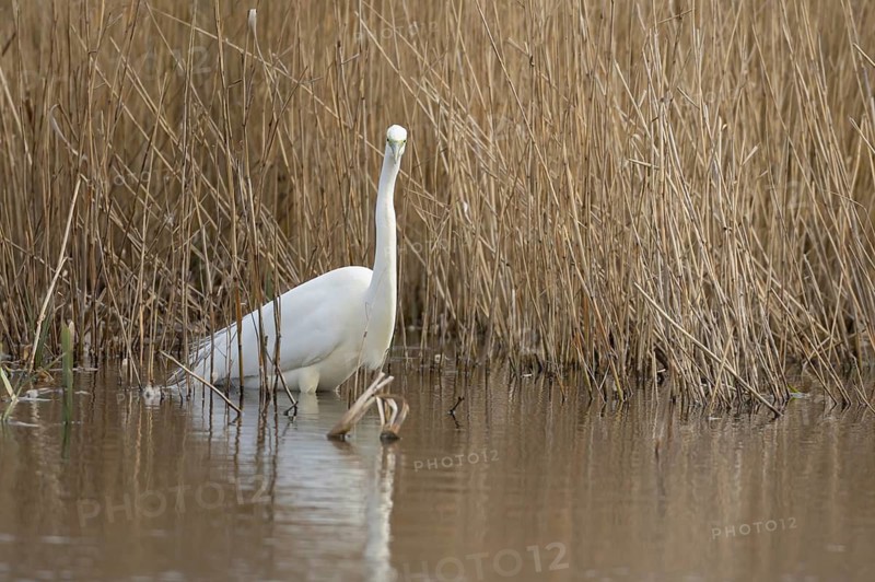 Great white egret (Ardea alba) adult bird in water on the edge of a reedbed, England, United Kingdom