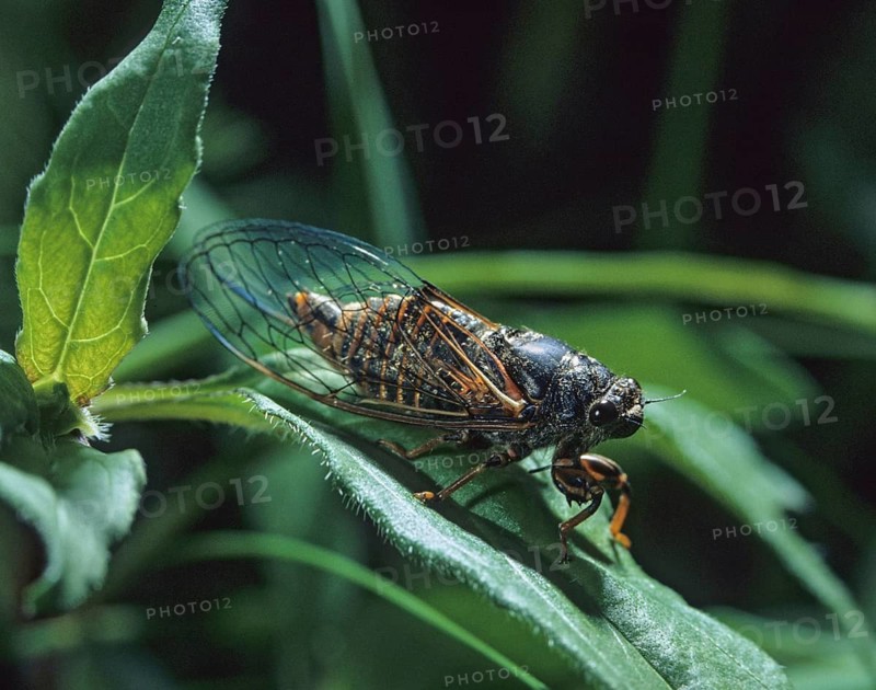 Mountain cicada, cicadetta montana, New Forest cicada, insects, lions, cicadas