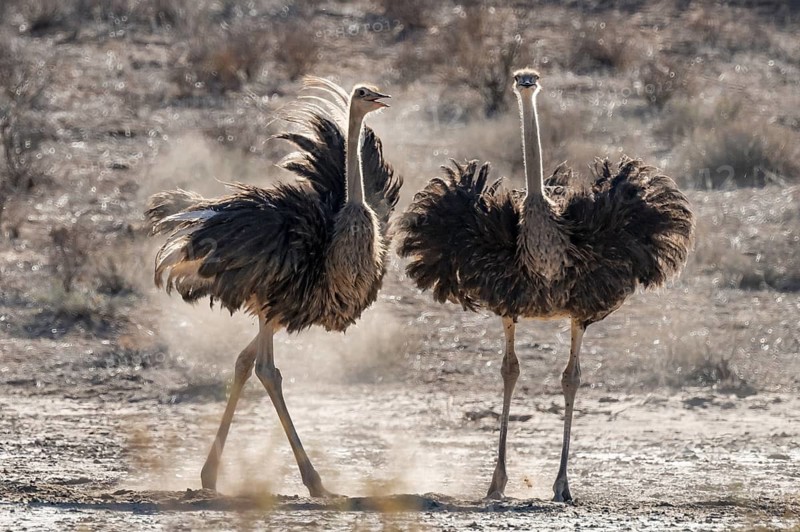 Two females, common ostrich (Struthio camelus) fluffed up up, Kgalagadi Transfrontier National Park, Northern Cape, South Africa