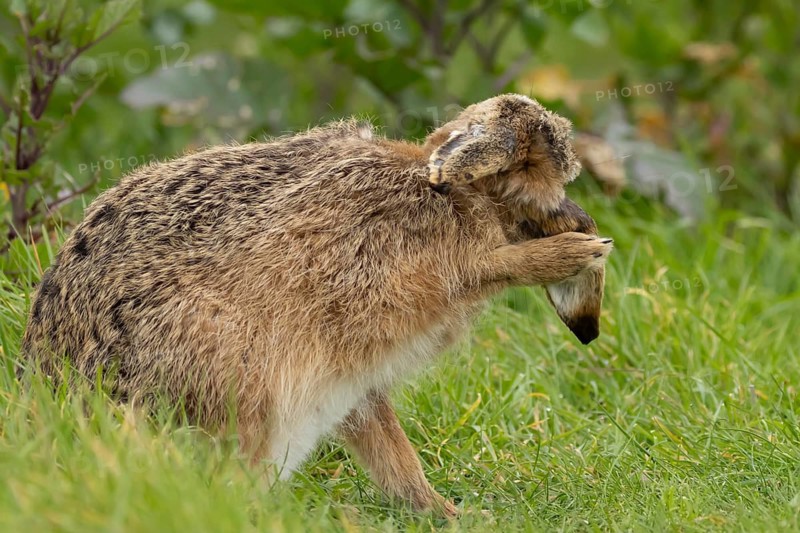 European brown hare (Lepus europaeus) adult animal washing its ear in grassland, England, United Kingdom
