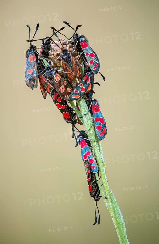 Carniolane burnet, eastern burnet moth, esparset ram, Carniola ram, zygaena carniolica, blood droplets, burnet, butterfly, high size, portrait format, insects, moths, moths, moths, moths, sleeping community, butterfly, ram