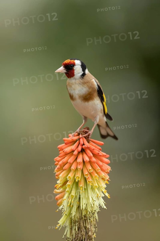 European goldfinch (Carduelis carduelis) adult bird on a garden Red hot poker (Kniphofia spp.) flower in summer, Suffolk, England, United Kingdom