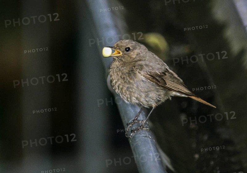 Black redstart, house redtail, Phoenicurus ochruros, birds, feeding, female, feeding, leo, passeri, songbirds, birds, female