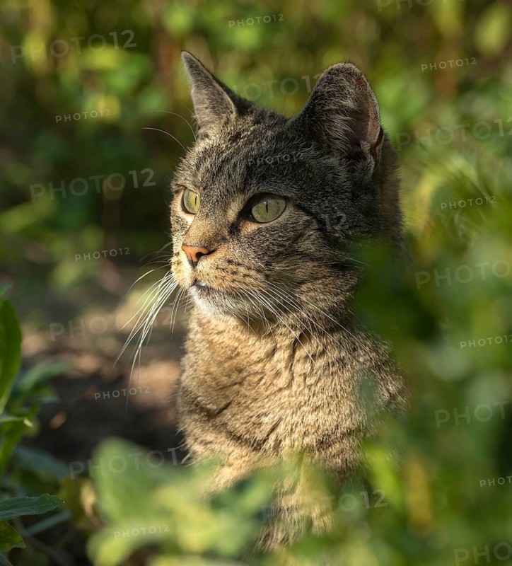 Carnivora, Felis Silvestris forma catus, domestic cat, predators, cat, domesticated animals, pet, high size, portrait format, cat, mammals, raptors, mammals