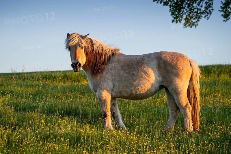 Fjord horse (Fjord pony, Norwegian), mare, evening light, meadow, pasture