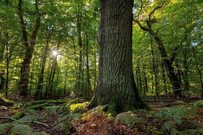 Atmospheric forest scene, the sun shines through the green canopy of leaves onto the trunk of a mighty old English oak (Quercus robur) in the Sababurg primeval forest, Reinhardswald nature park Park, Hesse, Germany