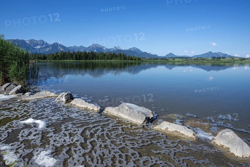 Algae foam on the shore, Hopfensee, Hopfen am See, near Füssen, Ostallgäu, Allgäu, Bavaria, Germany