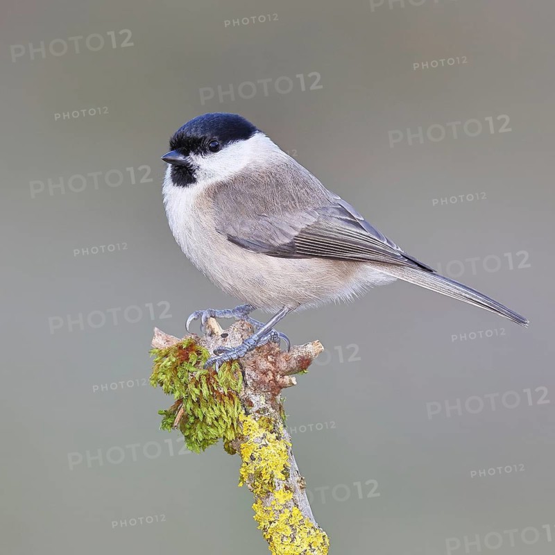A marsh tit (Parus palustris) perched on moss-covered deadwood, Wilnsdorf, North Rhine-Westphalia, Germany