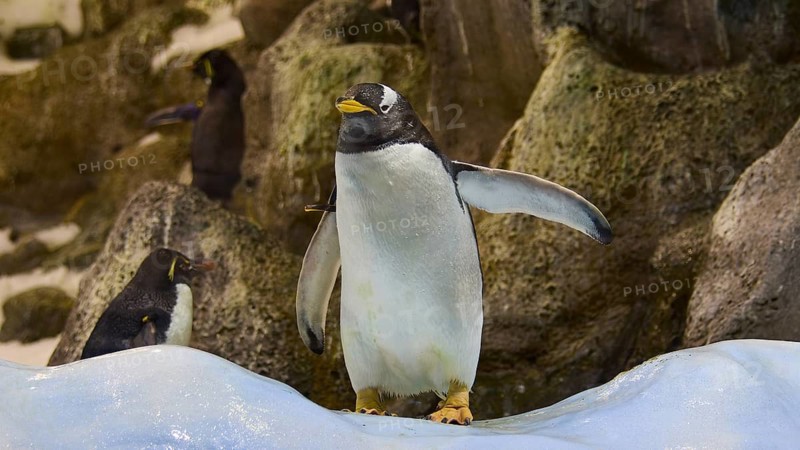 A penguin standing on a snowy rock in a natural environment, Planet Penguin, Penguin (Spheniscidae), Loro Parque, Puerto de la Cruz, Tenerife, Canary Islands, Spain