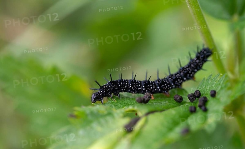 Aglais io, Inachis io, Nymphalis io, peacock butterfly, peacock, butterfly, inchworm, insects, insects, caterpillar, butterfly, butterflies
