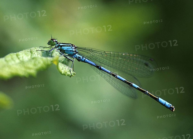 Coenagrion Hastulatum, Northern Damselfly, Spearhead Flower, Spear Azuremaid, Damselflies, Dragonflies, Insects, Leo, Dragonflies, Male, Odonata, Zygoptera
