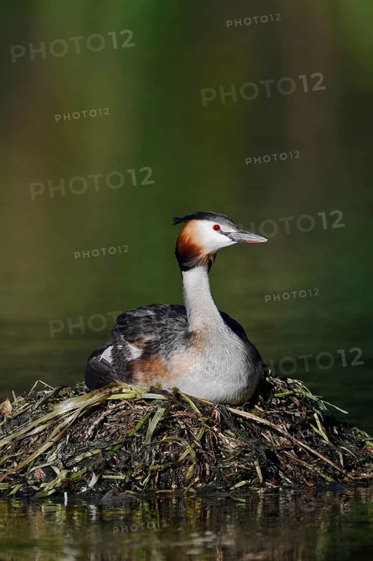 A great crested grebe (Podiceps cristatus) sitting on its nest whilst incubating its eggs, North Rhine-Westphalia, Germany