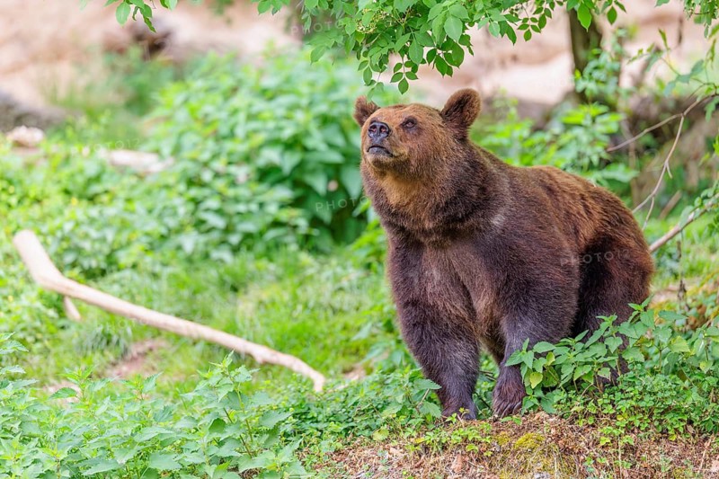 A female brown bear (Ursus arctos arctos) is sitting in dense vegetation on hilly terrain, sniffing the air. Transylvania, Romania