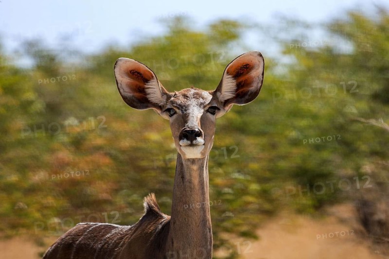 Close-up of a Greater kudu with striking large ears against a green background, Greater kudu in Etosha Park in Namibia (Strepsiceros strepsiceros)