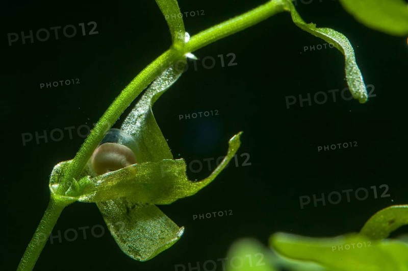 Threaded newt, Lissotriton helveticus, palmate newt, triturus helveticus, amphibians, amphibians, caudata, egg, amphibians, newts, newts, tailed amphibians, water newts