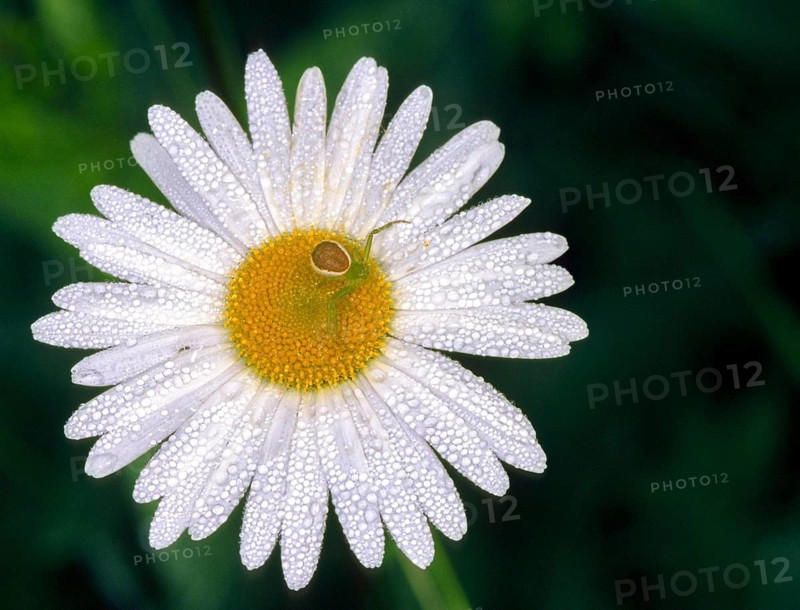 Diaea dorsata, green crab spider, green crab spider, arachnids, spiders, spiders, dew