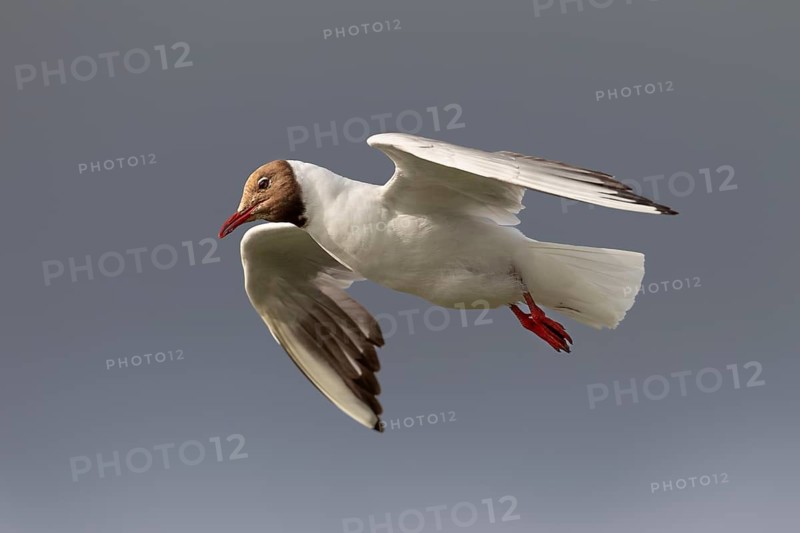 In gliding flight, the black-headed gull (Chroicocephalus ridibundus) in its breeding plumage searches for food on the North Sea coast, summer plumage, aerial photograph, beach bird, coastal bird, July, Germany