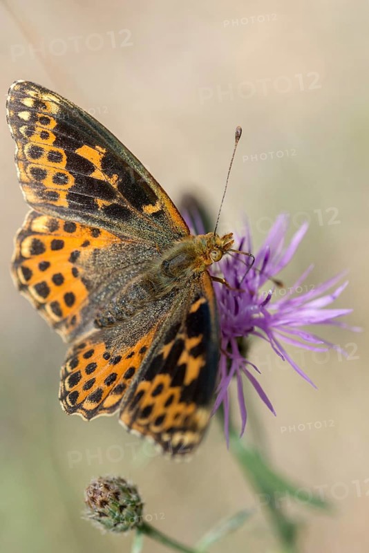 Aberration, argynnis lathonia, issoria lathonia, small mother-of-pearl butterfly, queen of Spain fritillary, butterfly, high size, portrait format, insects, butterfly, butterflies