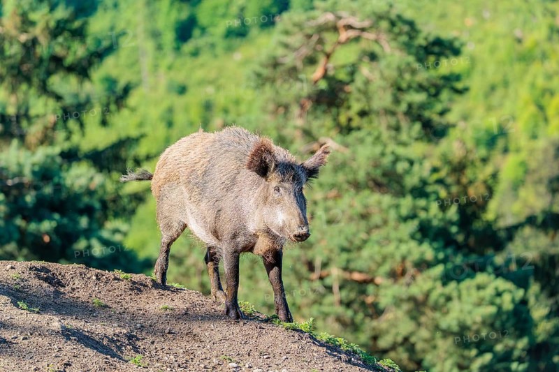 A female wild boar (Sus scrofa) stands on a mound on a sunny day. Bavaria, Germany