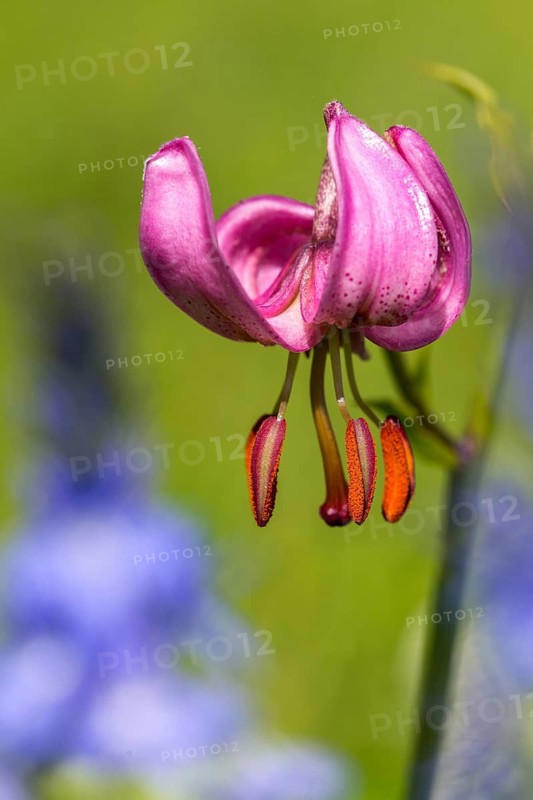 Liliaceae, Lily Family, Lilium Martagon, Turk's Cap Lily, Turkish League Lily, Flora, High Size, Portrait Format, Martagon Lily, Plants, Plants