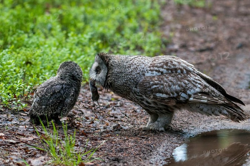 Bearded Owl, Finland, Great Grey Owl, Strix Nebulosa, Prey, Birds, Capture, Owls, Feeding, Female, Feeding, Adolescent, Juvenile, Owls, Strigiformes, Birds, Female