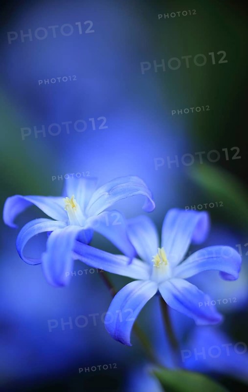 Two blue flowers against a blurred, natural background, snowdrop (Chionodoxa luciliae), Baden-Württemberg, Germany