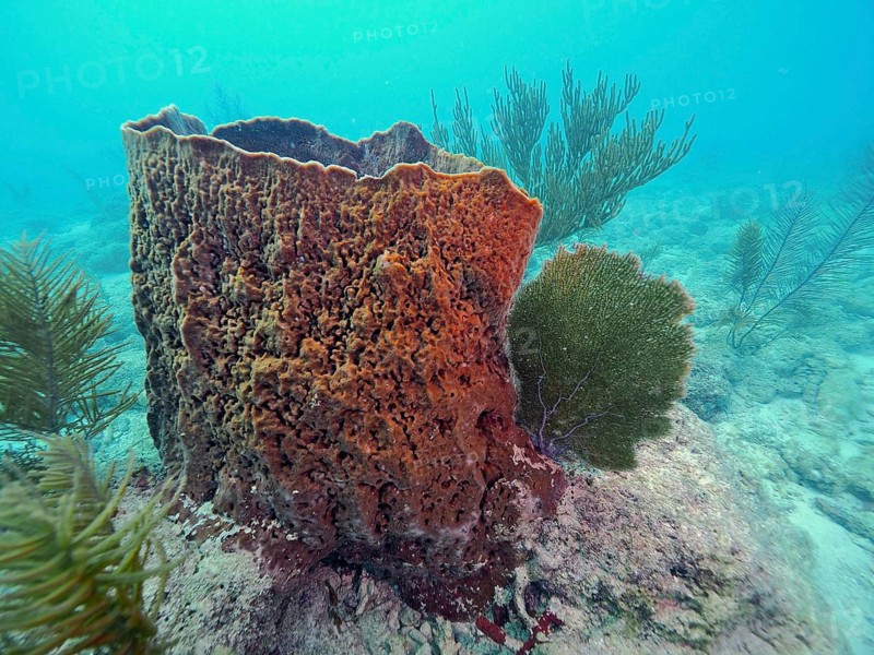 A large Caribbean barrel sponge (Xestospongia muta) sits on the coral reef, surrounded by seaweed, at the John Pennekamp Coral Reef State Park dive site, Key Largo, Florida Keys, Florida, USA