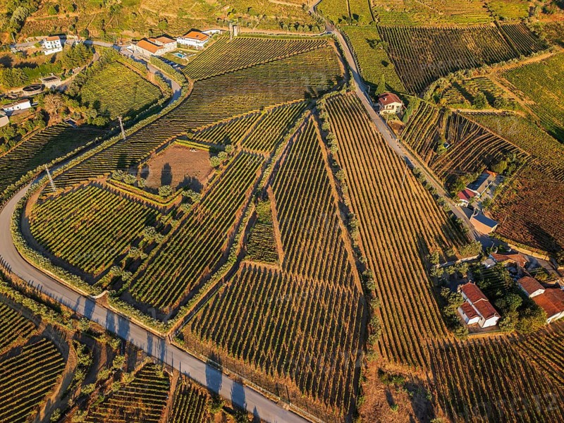 Aerial drone view of a road weaving between geometric vineyard plots in the Douro Valley, Portugal, lit by warm evening sun