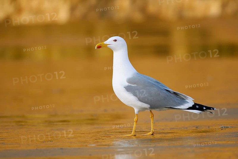 Mediterranean gull (Larus michahellis) on the beach, Algarve, Portugal