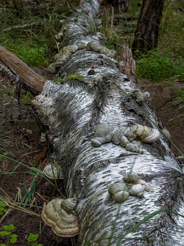 Tinder fungus, common tinder fungus, Hadersau, Hadernsau (Fomes fomentarius) grows on a birch trunk