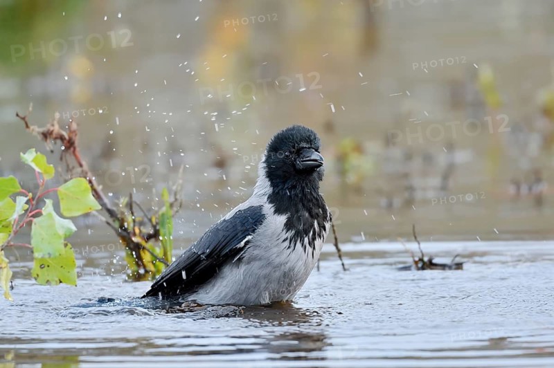 Hooded Crow (Corvus cornix), bathing, Saxony, Germany
