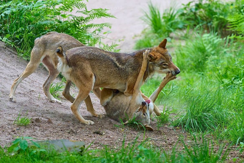 Two wolves on the ground playfully wrestling in a green woodland area, summer, wolf (Canis lupus), Germany