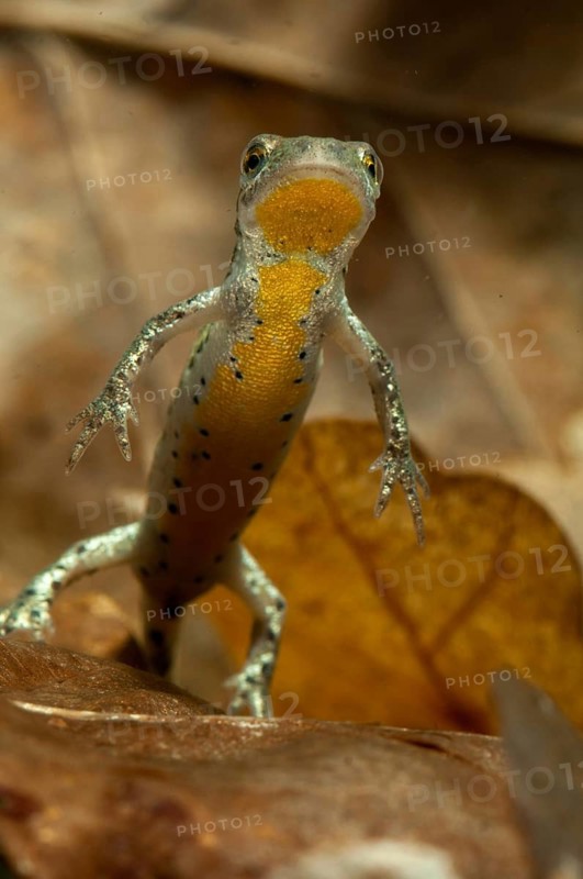 Italian newt, Italian water newt, Lissotriton italicus, Triturus italicus, amphibians, caudata, high size, upright format, amphibians, male, newt, tailed amphibians, water newts
