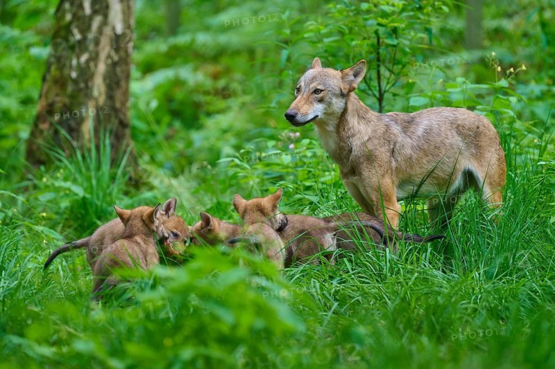 A female wolf watches over her puppies as they play in the forest, Summer, Wolf (Canis lupus), Germany