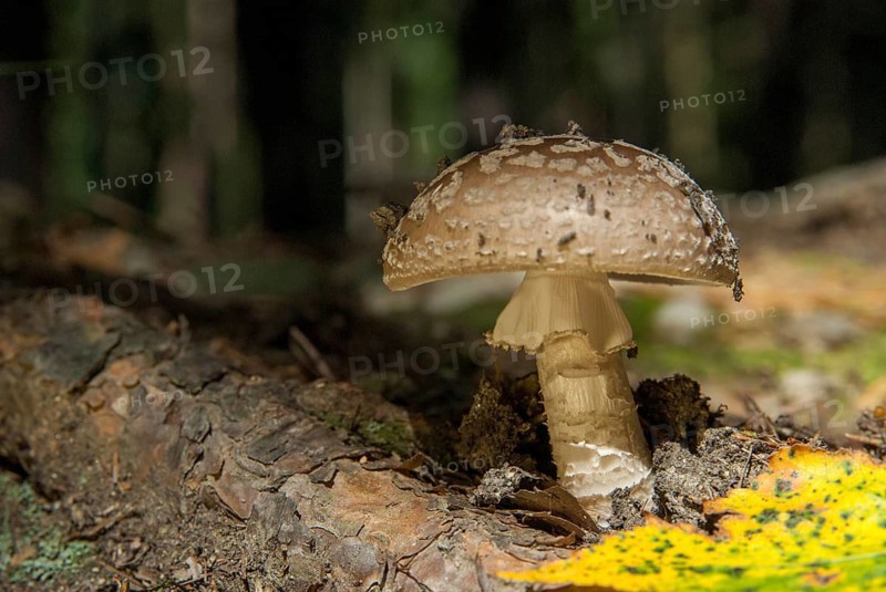 Amanita excelsa, amanita spissa, sunken bead, squat bead, gray fly sponge, gray pearl mushroom, gray bead, grey-spotted amanita, tall bead, peeler, silver mushroom, fungi, fungus, mushrooms