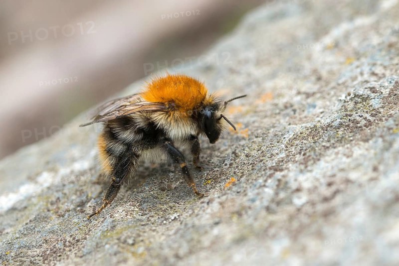 Field bumblebee, apidae, bees, Bombus pascuorum, hymenoptera, common carder bee, bumblebee, insects, insects
